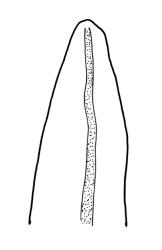 Macromitrium ligulare, branch leaf apex.
 Image: R.C. Wagstaff © All rights reserved. Redrawn with permission from Vitt (1983). 